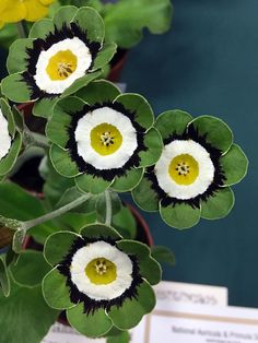 three white and yellow flowers in a pot with green leaves on the bottom one flower has four petals