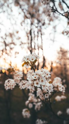 white flowers are blooming on a tree branch in the sunlit forest at sunset