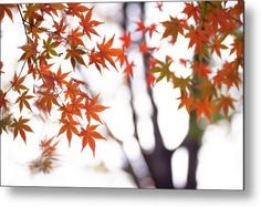 red leaves on a tree in autumn metal print by panoramic images