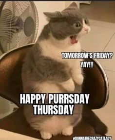 a grey and white cat sitting on top of a chair with its mouth open, saying tomorrow's friday yay happy pursday thursday