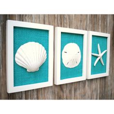 three seashells and starfish are displayed in frames on a wooden wall,