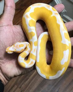 a person holding a yellow and white snake in their hand