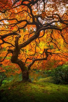 a large tree with lots of leaves on it's branches in the middle of a field