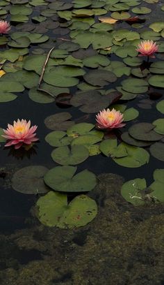 two pink water lilies floating on top of lily pads