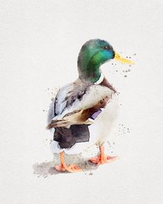 a watercolor painting of a mallard duck