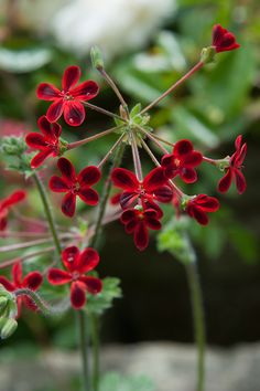 red flowers with green leaves in the background