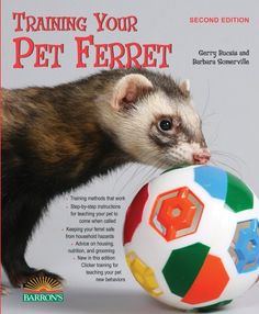 a ferret playing with a soccer ball on the cover of barron's guide to training your pet ferret