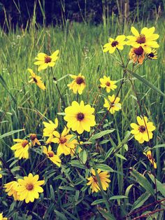 some yellow flowers are growing in the grass