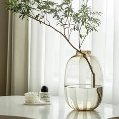 a plant in a glass vase on a table