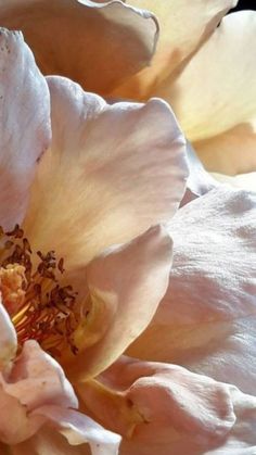 a close up view of a pink flower with white petals and stamens on it