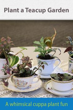 four teacups with plants in them sitting on a table next to the words plant a teacup garden