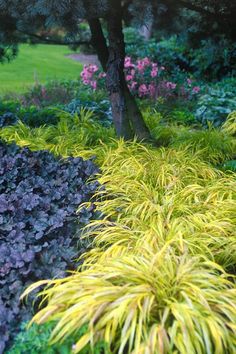 some very pretty plants in the middle of a garden with purple and yellow flowers on it