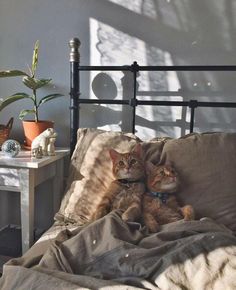 two cats laying on top of a bed next to each other