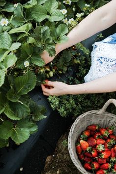 a person picking strawberries from a bush in a basket next to flowers and plants