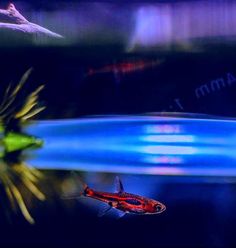 an orange and red fish swimming on top of a body of water next to plants