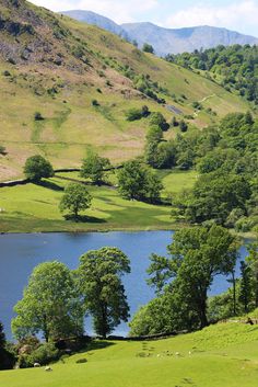 sheep graze on the grass near a lake in front of a mountainous area with trees