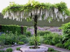 a wooden bench sitting in the middle of a lush green garden with white flowers hanging from it's branches