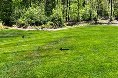 dark spots in lawn from lack of water Watering Lawn, Healthy Balance, The Soil, Lawn Care, Dark Spots, Soil, Lawn, Water