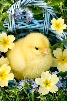 a small yellow chick sitting in some flowers