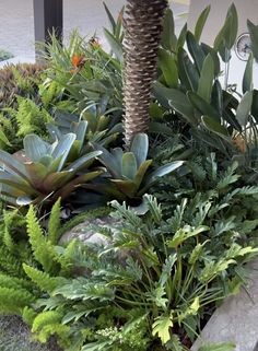 some plants are growing on the side of a building in front of a palm tree