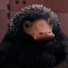 a close up of a stuffed animal with big eyes and a long beak, sitting in front of a mirror