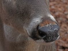 the nose of a deer with brown and white spots