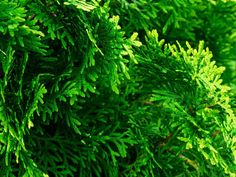 close up view of the green leaves of a pine tree, with shallow focus on the branches