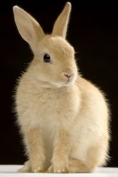 a small white rabbit sitting on top of a table next to a black background and looking at the camera