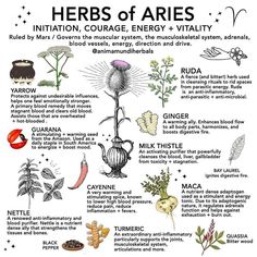 Herbal Astrology, Shadow Book, Magickal Herbs, Magic Herbs, Magical Herbs, Herbal Apothecary, Healing Plants, Herbal Healing, Herbal Magic