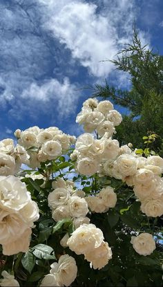 white roses are blooming in the garden on a sunny day with blue sky and clouds