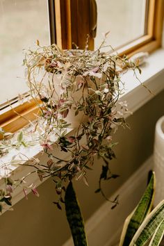 a potted plant sitting next to a window sill