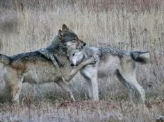 two gray wolfs playing in the tall grass with one biting another's neck