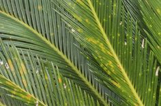 close up view of the leaves of a palm tree