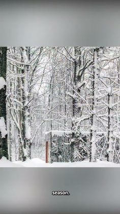 the trees are covered in snow and there is no image on this page to describe