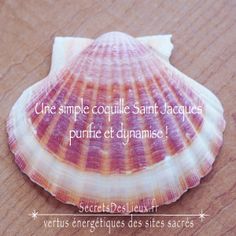 a pink and white sea shell on a wooden surface with the words, une simple coquille saint jaques purifice et du dynamitese