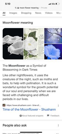 the facebook page for moonlight meaning, which includes pictures of white flowers and blue sky