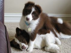 a brown and white dog laying on top of a floor next to a puppy in front of a couch