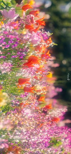 colorful flowers are growing in the grass