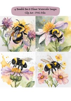 four bumbles and flower watercolor images clip art - png files