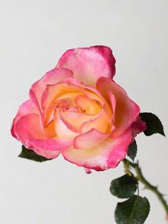 a pink and yellow rose with green leaves in a vase against a white wall background