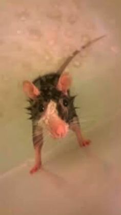 a small rat standing on its hind legs in a bathtub with water droplets all over it's body