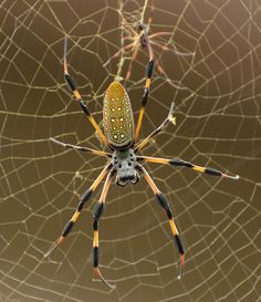 a spider sitting on its web in the middle of it's web, with yellow and black markings