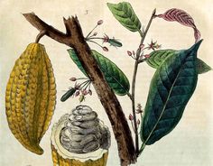 an illustration of some kind of fruit on a tree branch with leaves and flowers around it