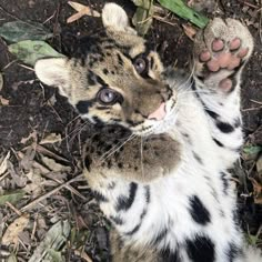 a small tiger cub standing on it's hind legs with its paws in the air