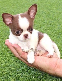 a small brown and white dog sitting on top of a person's hand in the grass