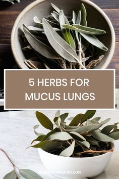 Discover the power of mucus-cleansing herbs to support your lung health naturally. Remove mucus from your lungs with these effective herbs that clear congestion and promote respiratory wellness. Say goodbye to phlegm and mucus by incorporating these best herbs for lungs into your daily routine. Support a lung cleanse and detoxify your respiratory system with the help of these natural remedies. Let nature do its magic as you use herbs to dissolve mucus and provide essential lung support for optim Natural Mucus Relief, Removing Mucus Naturally, How To Cleanse Your Lungs, Lungs Cleanse Remedies, Natural Lung Cleanse, Clear Mucus From Lungs, Herbs For Congestion, Herbs For Mucus, Mucus Relief Remedies