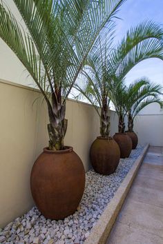 three potted palm trees sitting next to each other in front of a white wall