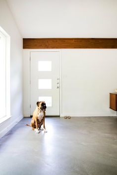 a dog sitting on the floor in front of a door