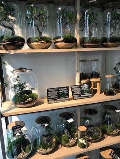 many different types of plants in glass vases on shelves with signs that read plant life