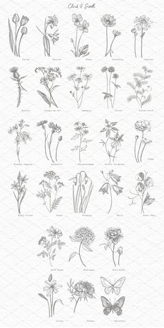 an image of various flowers and plants drawn in pencil on paper with the words,